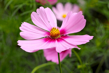 Fototapeta premium a bud of pink and cosmea flowers on a background of green grass on a sunny day