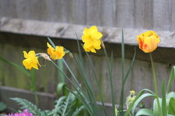 daffodils and a tulip in a garden