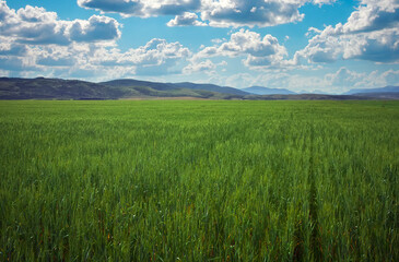 Beautiful spring landscape with green field and blue cloudy sky.