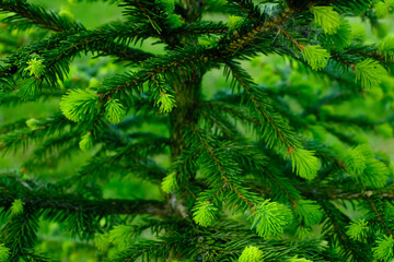 Young green fir-tree branches with small needles. Background from growing evergreen fir tree. Pine branches with needles for publication, poster, screensaver, wallpaper, banner, cover, post