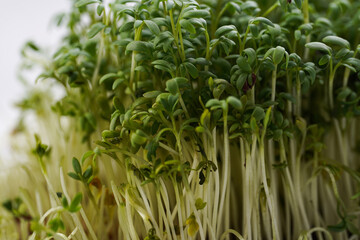 Filled frame background. Green micro herb watercress salad