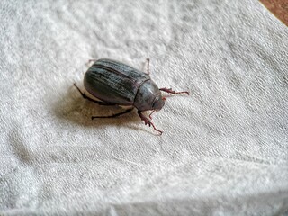 Phyllophaga is a genus of very large New World scarab beetles in the subfamily Melonthinae.