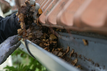 Cleaning the gutter from autumn leaves before winter season. Roof gutter cleaning process.	