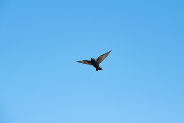 Estornino Pinto (Sturnus vulgaris) en Vuelo
