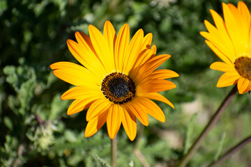 Girasol