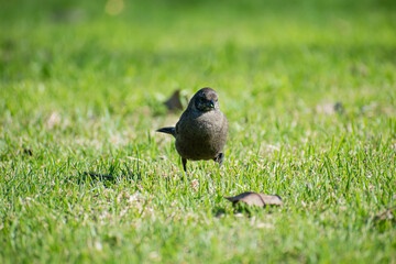 Tordo Hembra (Molothrus bonariensis)