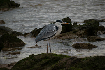 Garza Mora (Ardea cocoi) frente al Océano