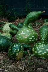Preparing for Halloween. Pumpkins at a farmer's market in the USA. Boston, real life