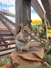 Chipmunk, Liptovský Mikuláš Zoo, Slovakia