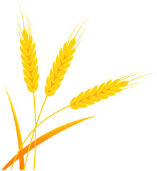 Fototapeta premium Ears of wheat for bakery, bread store, agricultural company logo design. Agriculture and husbandry concept. Season of harvesting and gathering crop plants. Ears of wheat, farm products, cereals