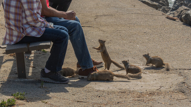 Gophers come for a free meal without fear of people