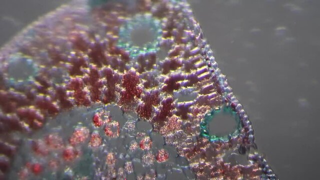 Microscopic image of pinus leaf 200x in transversal section filmed with cross light. Macro of evergreen plant needle with oblique illumination for educational issues. Learning conifer flora in a lab