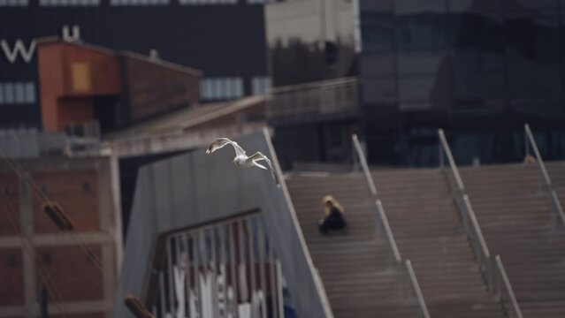 Seagull Flying Over the Sea Against the City Embankment Staircase