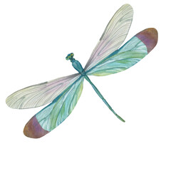 dragonfly painted in watercolor, isolated on white background.