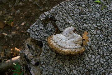 Fototapeta premium Mushroom growing on tree trunk, Selva del Circeo Natural Reserve, Circeo National Park, Italy