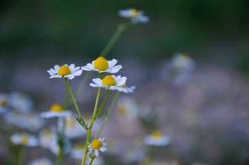 field of daisies