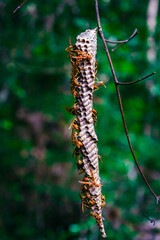 wasp nest on a branch