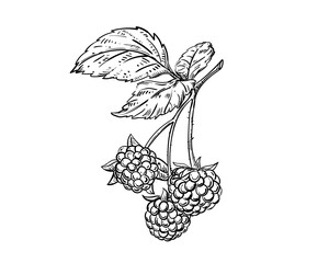 Hand drawn sketch black and white of raspberry branch, berry, leaf. Vector illustration. Elements in graphic style label, card, sticker, menu, package. Engraved style illustration.
