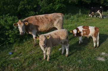 cows in a field