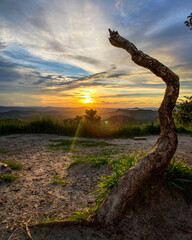 Dry branch facing the sunset