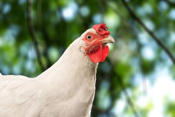The head of rooster. A bird on the farm background