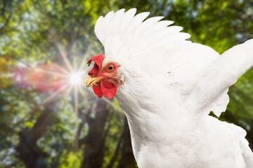 The head of rooster. A bird on the farm background
