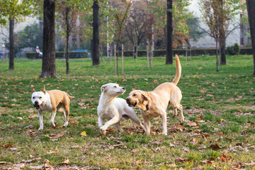 Obraz na płótnie Canvas Different dog breeds have fun together. Three friendly dogs in autumn park
