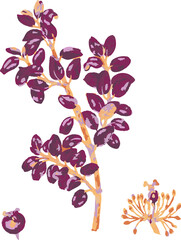 Purple Box Tree Flower Clip Art Illustration
