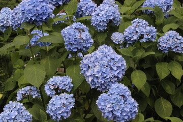 September 2022 Various Flowers in Bloom