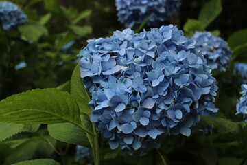 September 2022 Various Flowers in Bloom