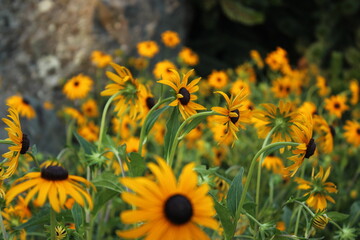 September 2022 Various Flowers in Bloom