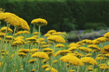 September 2022 Various Flowers in Bloom