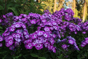 September 2022 Various Flowers in Bloom