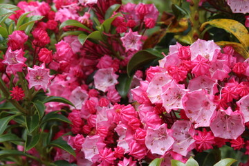 September 2022 Various Flowers in Bloom