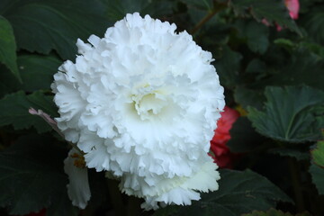 September 2022 Various Flowers in Bloom