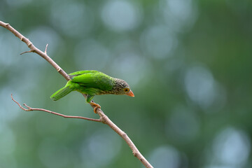 Lineated Barbet bird (Megalaima lineata) perching on the branch, background