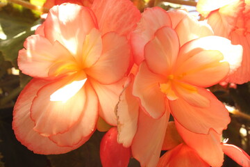 September 2022 Various Flowers in Bloom