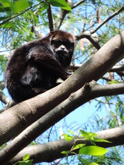 Bugio preto e uma espécie de primata que habita  em florestas tropicais e savanas do sudoeste e centro do Brasil.