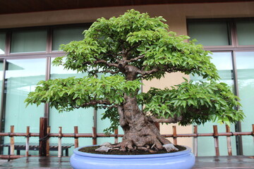 September 2022 Bonsai on Street