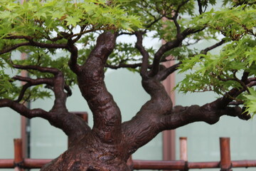 September 2022 Bonsai on Street