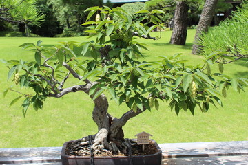 September 2022 Bonsai on Street