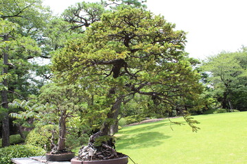 September 2022 Bonsai on Street