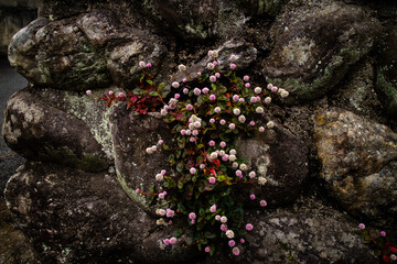 담벼락에 핀 꽃