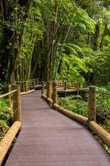Walkway through the beautiful, lush, Hawaii Tropical Bioreserve and Garden on the Big Island of Hawaii
