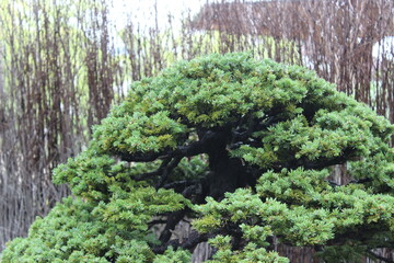 September 2022 Bonsai on Street