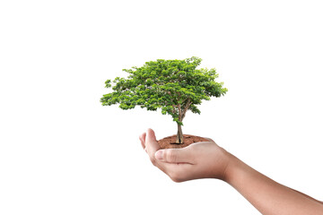 Hand holding big tree isolated on transparent background - PNG format.