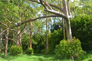 rainbow eucalyptus