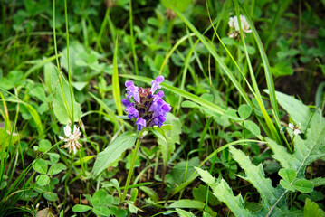 群馬県の嬬恋の「愛妻の丘」付近の丘に咲いていた野の花