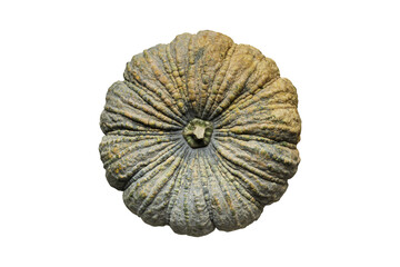 Pumpkin isolated on transparent background - PNG format.