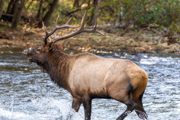 Bugling Elk Splashes Through River
